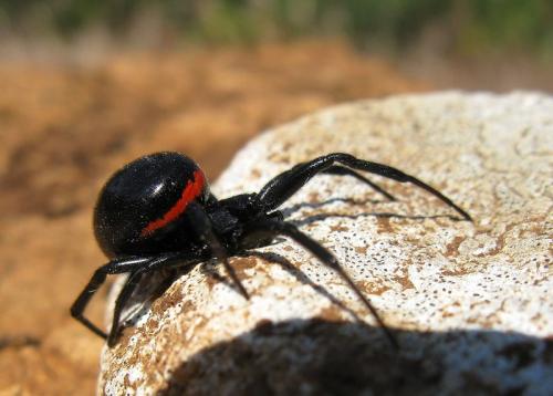 Steatoda paykulliana